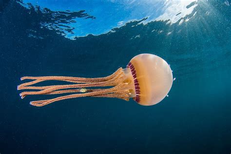 jellyfish swimming image national geographic  shot photo   day