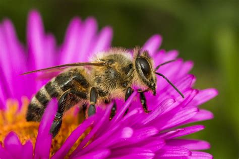 bee honey production pioneer thinking