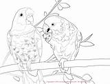 Poicephalus Parrot Parrots sketch template