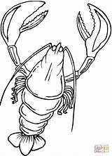 Lobster Coloring Pages Drawing Lobsters Printable Maine Kids Color Supercoloring Getdrawings Colorings sketch template