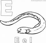 Eel Coloringfolder sketch template