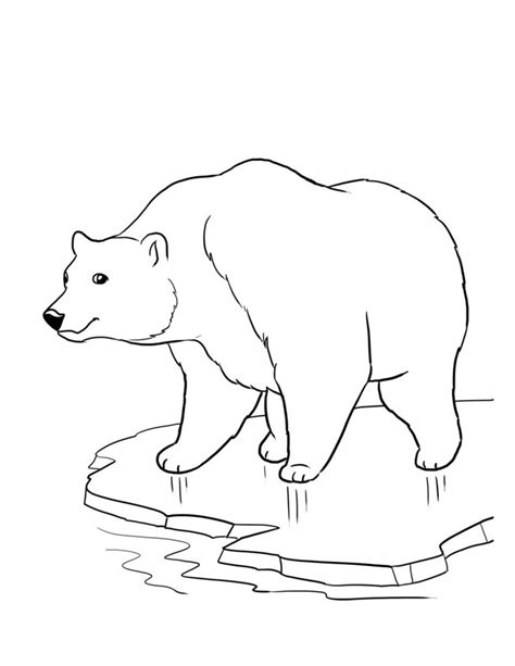 printable bear coloring pages  kids