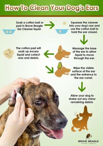 cleaning  dogs ears