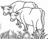 Cow Cows Kuh Ausmalbilder Kühe Cool2bkids Ausdrucken Malvorlagen Scribblefun Desenhos Template Colorir Acow Coloringfolder Fazenda sketch template
