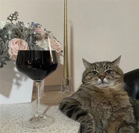 Cat With Wine Memes Imgflip