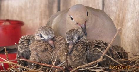 june  field notes nesting mourning doves tolerate human presence