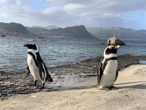 suedafrika boulders beach pinguine