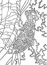 Kleurplaten Kleurplaat Leeuw Leeuwen Mewarnai Singa Bergerak Leoni Bewegende Animaties Animaatjes Kleurplatenwereld Leone Wilde 1905 Animate Stemmen sketch template