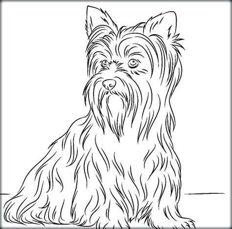 yorkie coloring pages dog yorkshire yorkie drawing pastel portrait