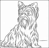 Yorkie Coloring Pages Yorkshire Terrier Drawing Color Dog Printable Book Getcolorings Getdrawings sketch template