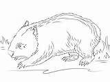 Wombat Coloring Pages Cute Drawing Printable Color Drawings Version Click Categories Getdrawings Designlooter sketch template