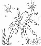 Coloring Tarantula Pages Australian sketch template