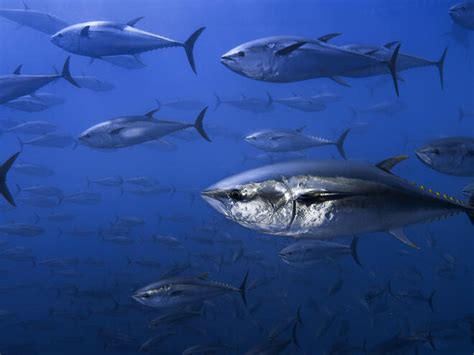 tuna species wwf