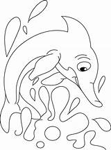 Dolphin Coloring Pages Flirting Water sketch template
