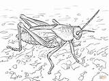 Grasshopper Coloring Pages Lubber Eastern Ant Print Grasshoppers Search Kids Learn Again Bar Case Looking Don Use Find Library Clipart sketch template