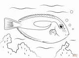Coloring Pages Fish Tang Blue Trout Rainbow Tropical Printable Drawing Supercoloring Template Halibut Print Getcolorings Color Kids Ocean Sketch Flying sketch template