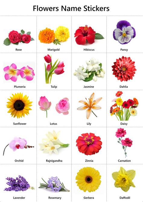 flowers   english pictures  charts ira parenting