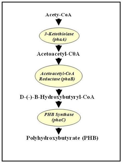 biosynthesis pathway  polyhydroxybutyrate phb  acetyl