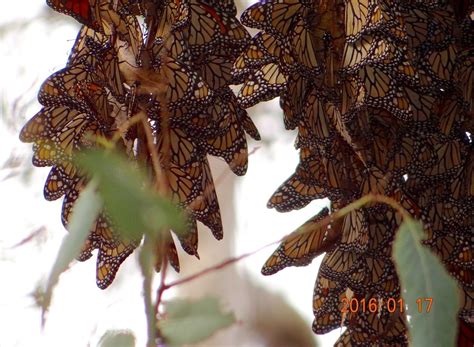 monarch butterfly overwintering   warmer climate mink hollow farm