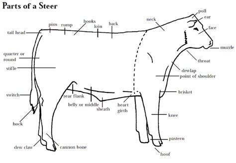 learning  judge   livestock judging programs   judge beef