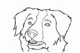Collie Lineart sketch template