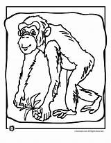 Chimpanzee Printable Szympans Kolorowanki Bestcoloringpagesforkids Dzieci Monkeys Animaljr sketch template