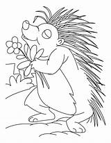 Coloring Porcupine Pages Printable Kids Flower Loving Printables Lesson Library Clipart Popular sketch template