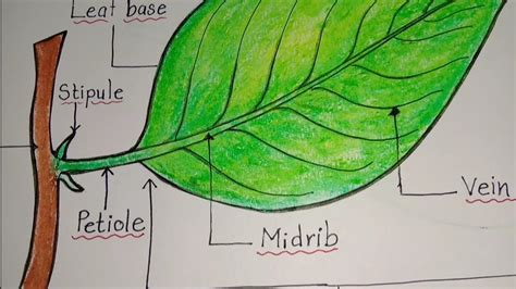 parts   leaf   draw parts   leaf leaf drawing label diagram   leaf youtube