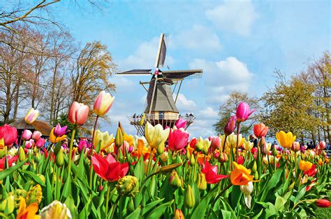 visit keukenhof gardens lisse tulip fields netherlands