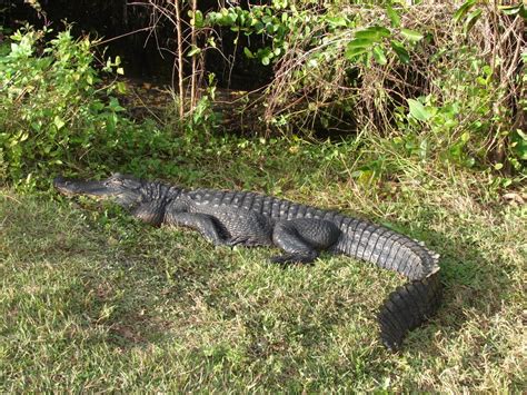 jungle store animal facts alligators