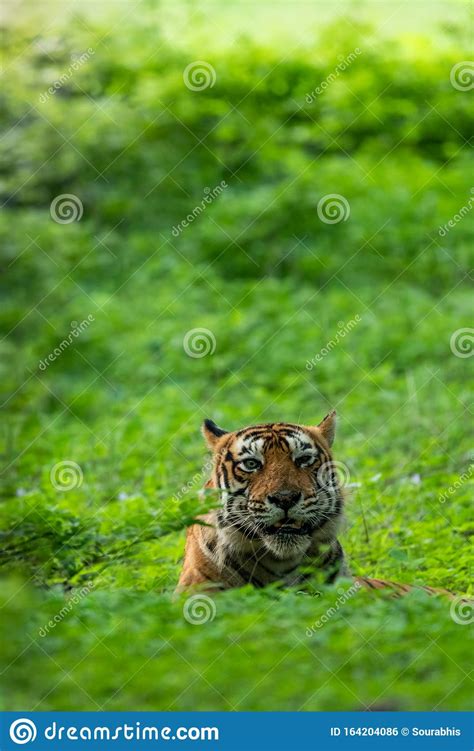 wild angry male ranthambore tiger angry expression  monsoon green