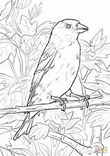 Coloring Goldfinch Pages Eastern Hampshire Finch Getcolorings Fresh Purple Drawings Template American 59kb 1440px 1020 sketch template