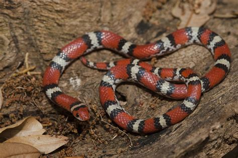 endangered venomous   venomous snakes  texas
