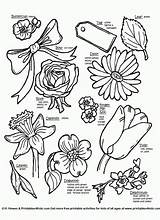 Flowers Names Kids Coloring Different Types Drawing Color Flower Pages Botanical Word Name Printable List Kinds Plants Draw Drawings Printables sketch template