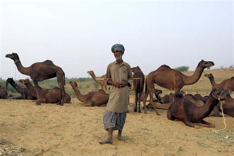 horas  fotos miles de camellos se esparcen