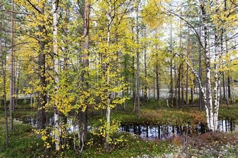 autumn landscape russian forest tundra stock image image  yellow taiga