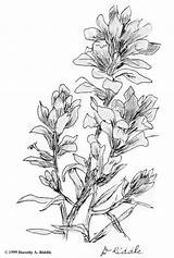Paintbrush Wildflower Wyoming Wildflowers sketch template