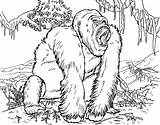 Gorilla Gorila Orangutan Floresta Ausmalbild Silverback Grodd Tudodesenhos Q1 sketch template