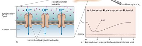 unterscheid epsp und ipsp  neuron synapsen repetico