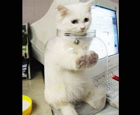 Hilarious Cats Getting Stuck In Stuff Daily Star