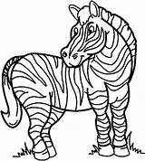 Zebra Stripes Without Sketch Coloring Template sketch template