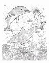 Dolphins Inhabitants Raskrasil sketch template