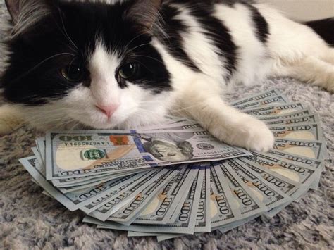 Guys This Is Money Cat Reblog And He Will Give You Money