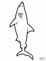 Shark Coloring Pages Great Printable Outline Realistic Drawing Hungry Dolphin Jumping Fin Color Kids Thresher Fish Supercoloring Print Getdrawings Getcolorings sketch template