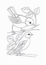 Animales Vuelan Burung Mewarnai Vorlagen Aves Vogel Bordado Bordados Lapiz Nido Bauernmalerei Mexicano Adultes Coloriages Faciles Vögel Norma Malvorlage Ausdrucken sketch template