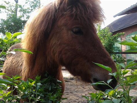 brown pony   littlealicorn  deviantart