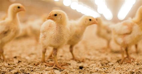 management tips   poultry performance potential alltech