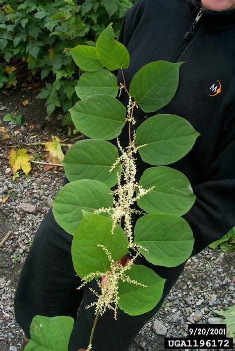 japanese knotweed reynoutria japonica