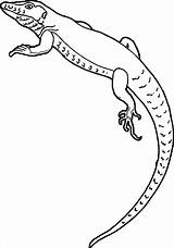 Lizard Coloringbay Lizards Frilled Wecoloringpage sketch template