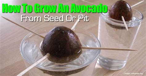 How To Grow An Avocado From Seed Or Pit